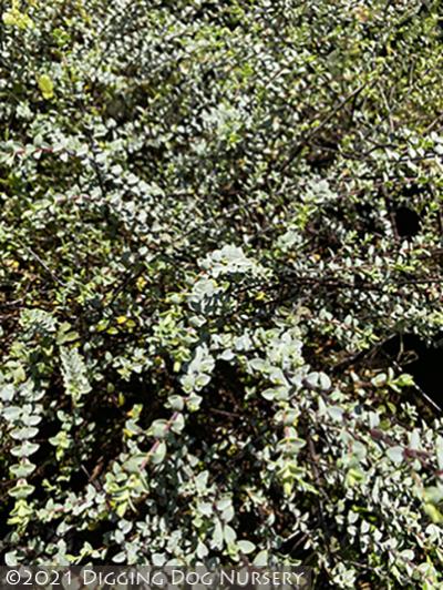Hebe pimeleoides &lsquo;Quicksilver&rsquo;