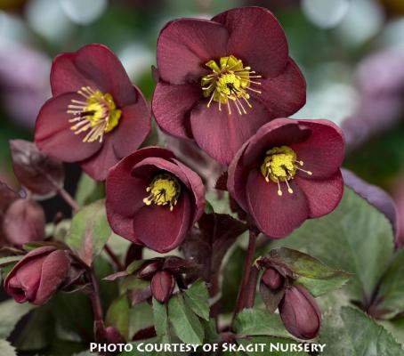 Helleborus &lsquo;HGC Ice n� Roses� Merlot&rsquo;