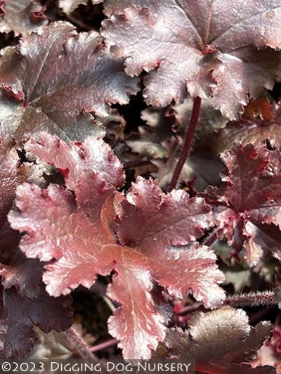 Heuchera &lsquo;Taffeta&rsquo;