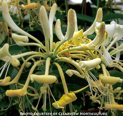 Lonicera Novosa (Honey Baby)�