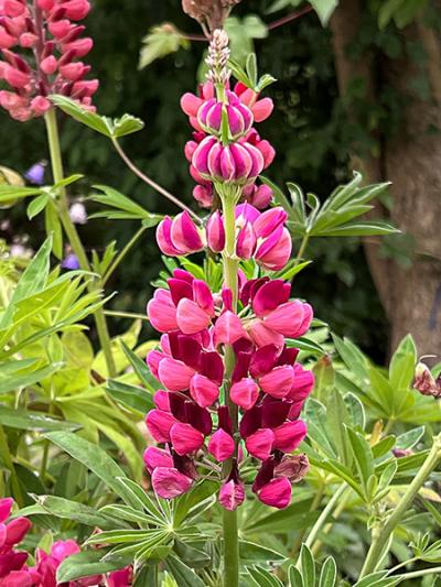 Lupinus &lsquo;My Castle&rsquo;
