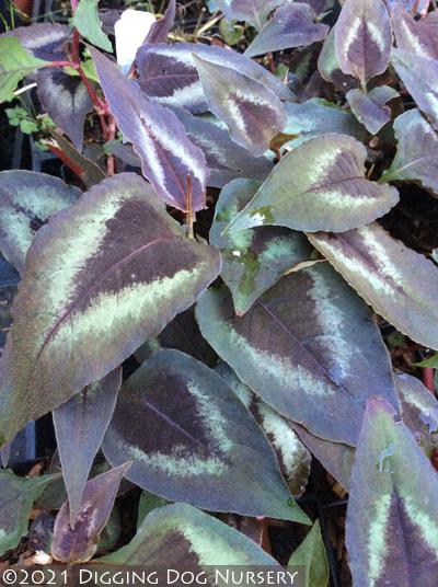 Persicaria microcephala &lsquo;Red Dragon&rsquo;
