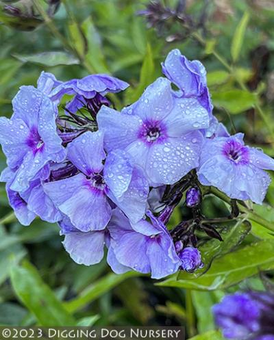 Phlox paniculata &lsquo;Countess of Schwerin&rsquo;