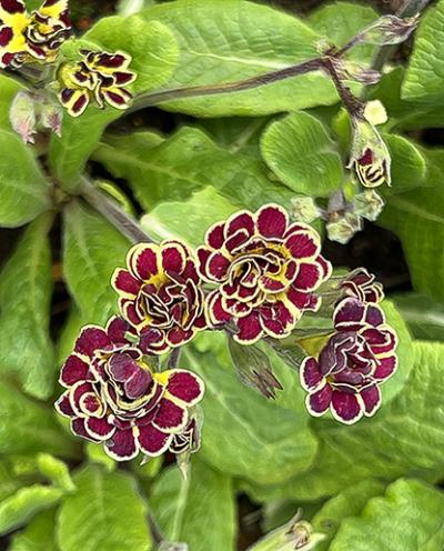 Primula &lsquo;Elizabeth Killelay&rsquo;