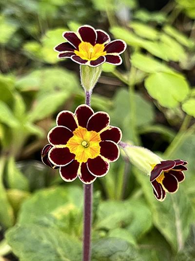 Primula polyanthus (Elatior-Hybrid) &lsquo;Gold Lace&rsquo;