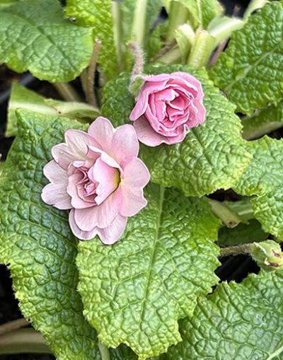 Primula &lsquo;Sue Jervis&rsquo;