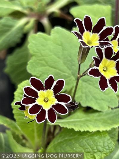 Primula elatior &lsquo;Victorian Silver Lace Black&rsquo;