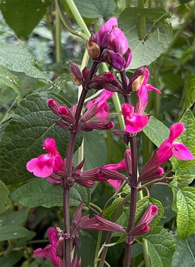Salvia involucrata &lsquo;Mulberry Jam&rsquo;