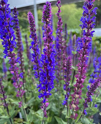 Salvia sylvestris &lsquo;Tanzerin&rsquo;