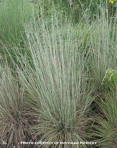 Schizachyrium scoparium &lsquo;Prairie Blues&rsquo;