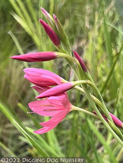 Schizostylis coccinea &lsquo;Zeal Salmon&rsquo;