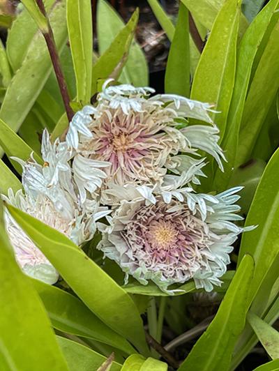 Stokesia laevis &lsquo;Mary Gregory&rsquo;