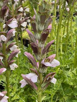 <i>Acanthus</i> &lsquo;Morning′s Candle&rsquo;