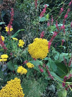 <em>Achillea filipendulina</em>  &lsquo;Parkers Variety&rsquo;