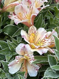 <i>Alstroemeria</i> &lsquo;Princess Fabiana&rsquo;