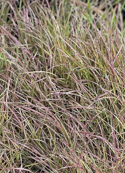 <i>Andropogon ternarius</i> &lsquo;Black Moutain&rsquo;