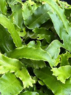 <i>Asplenium scolopendrium</i> &lsquo;Cristatum&rsquo;