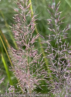 <i>Calamagrostis arundinacea</i> var. <i>brachytricha</i> &lsquo;Caspian�&rsquo;