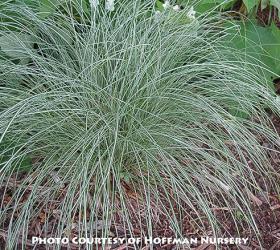 <i>Carex morrowii</i> var. <i>temnolepis</i> &lsquo;Silk Tassel&rsquo;