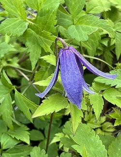 <i>Clematis koreana</i> &lsquo;Brunette&rsquo;