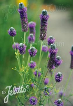 <i>Dalea purpurea</i> &lsquo;Stephanie&rsquo;