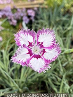 <i>Dianthus</i> &lsquo;Queen of Sheba&rsquo;