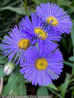 <i>Erigeron speciosus</i> &lsquo;Azure Fairy&rsquo;