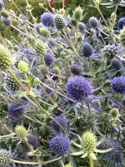 <i>Eryngium planum</i> &lsquo;Blue Glitter&rsquo;