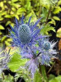 <i>Eryngium</i> &lsquo;Blue Jackpot&rsquo;