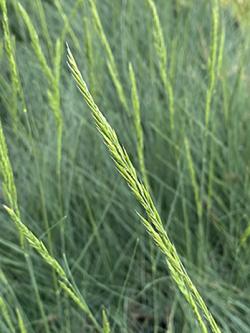 <i>Festuca ssp.</i> &lsquo;Eilers Beauty�&rsquo;