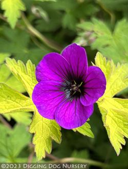 <i>Geranium</i> &lsquo;Ann Folkard&rsquo;