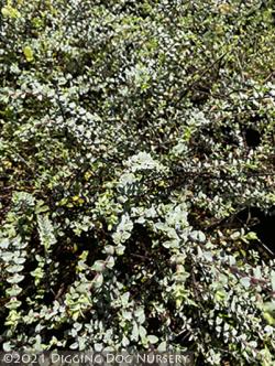 <i>Hebe pimeleoides</i> &lsquo;Quicksilver&rsquo;
