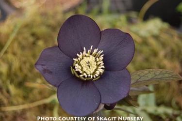 <i>Helleborus</i> x <i>hybridus</i> &lsquo;Black Diamond&rsquo;