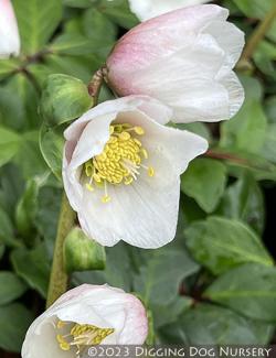 <i>Helleborus</i> &lsquo;HGC Diva&rsquo;
