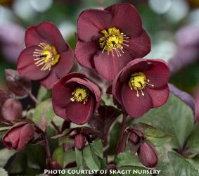 <i>Helleborus</i> &lsquo;HGC Ice n� Roses� Merlot&rsquo;