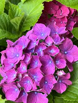 <i>Hydrangea macrophylla</i> &lsquo;Masja&rsquo;