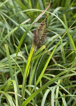 <i>Pennisetum alopecuroides</i> &lsquo;Ginger Love&rsquo;