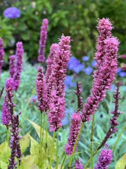 <i>Persicaria amplexicaulis</i> &lsquo;Amethyst Summer�&rsquo;
