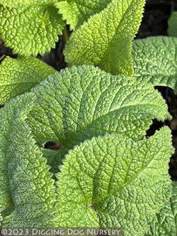 <i>Phlomis tuberosa</i> &lsquo;Amazone&rsquo;