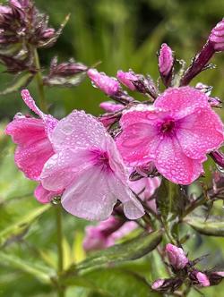 <i>Phlox paniculata</i> &lsquo;Olenka&rsquo;