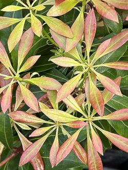 <i>Pieris japonica</i> &lsquo;Valley Rose&rsquo;