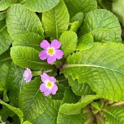 <em>Primula vulgaris</em> ssp subthorpii  &lsquo;&rsquo;