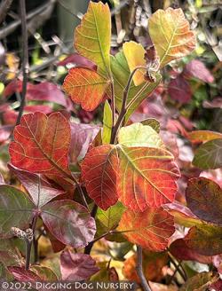 <i>Rhus aromatica</i> &lsquo;Gro-Low&rsquo;