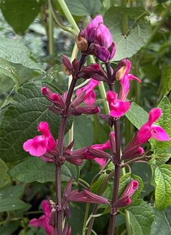 <em>Salvia involucrata</em>  &lsquo;Mulberry Jam&rsquo;
