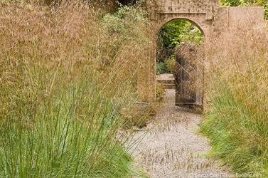 <i>Stipa gigantea</i>