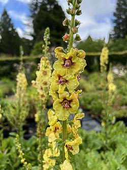 <i>Verbascum</i> &lsquo;Cotswold Queen&rsquo;