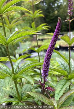 <i>Veronicastrum sibiricum</i> &lsquo;Red Arrows&rsquo;