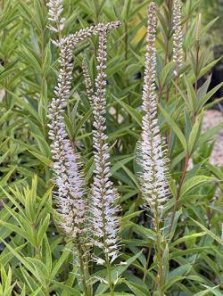 <i>Veronicastrum virginicum</i> &lsquo;Album&rsquo;